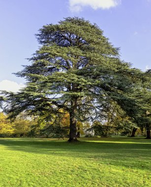 Lübnan sedir ağacı ya da Lübnan sedir ağacı olarak bilinen Cedrus libani ağacı Osterley, Isleworth, Londra, Uk