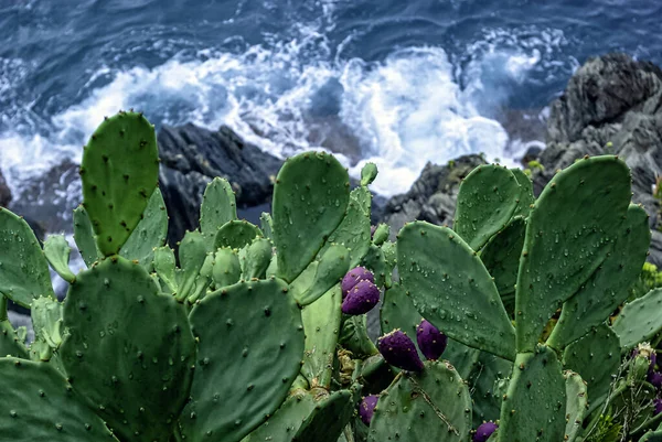 Opuntia Stricta Prickly Pear Cactus Vernazza Cinque Terre Liguria Italy — Stock Photo, Image