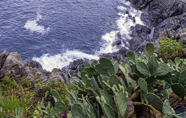 Opuntia Strifca Prickly Pear Cactus Вернадца Чинкве Терре Фалурия Италия — стоковое фото