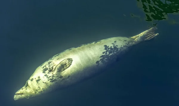 Grijze Zegel Halichoerus Grypus Zwemmen Baltische Zee Hel Pommeren Polen — Stockfoto