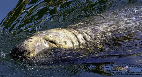 Grey Seal Halichoerus Grypus Swimming Baltic Sea Hel Pomerania Poland — Stock Photo, Image