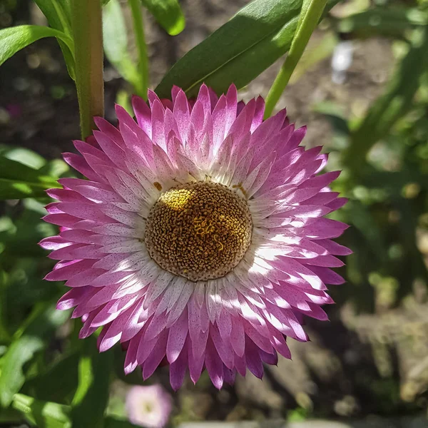 Xerochrysum Bracteatum Comunemente Noto Come Fragola Dorata Eterna Brattea — Foto Stock