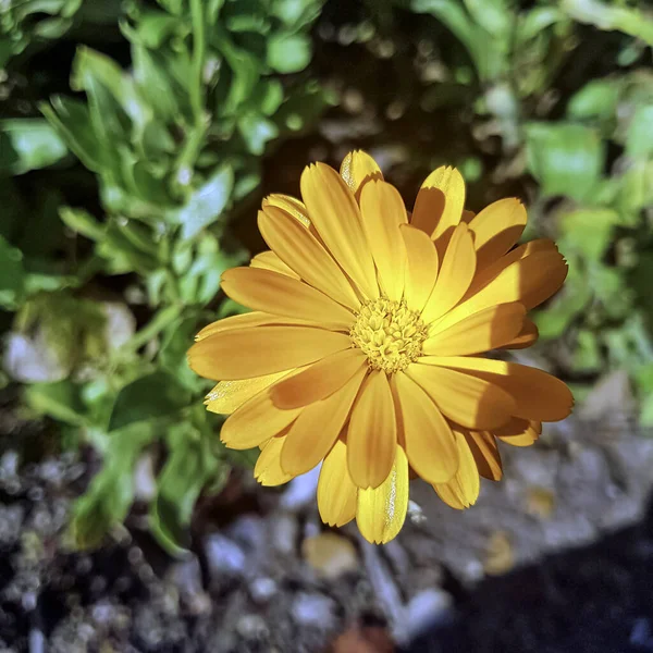 Calendula arvensis known as field marigold - flowering plant in the daisy family