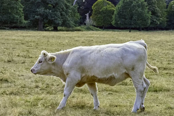 Bovinos Charolais Touros Jovens Quinta Britânica — Fotografia de Stock