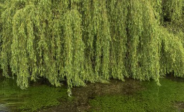 Nehir Testi Mottisfont, Hampshire, Birleşik Krallık