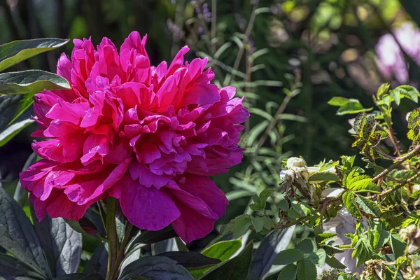 Peony Adolphe Rousseau British Park London — Stock Photo, Image