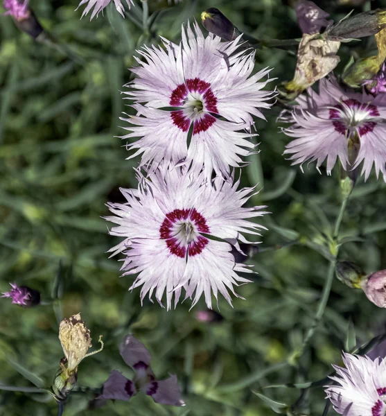 Dianthus Barbatus Noto Come Dolce William Specie Pianta Fiore Della — Foto Stock