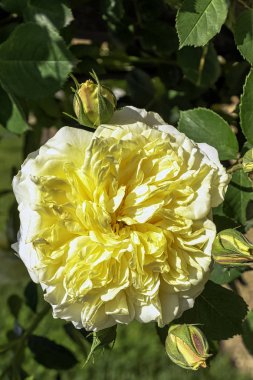 Rosa Alberic Barbier, British Park - Londra, İngiltere