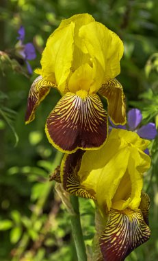 Britanya parkında Macar irisi olarak bilinen Iris variegata - Londra, İngiltere