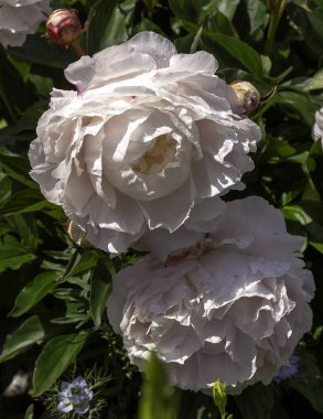 İngiliz parkında Avrupa şakayığı ya da bahçe şakayığı olarak bilinen paeonia officinalis - Londra, İngiltere