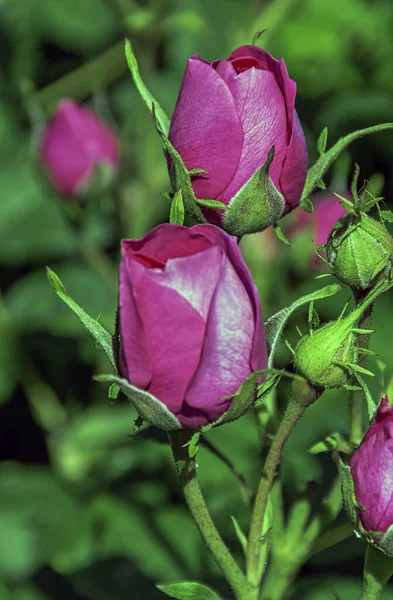 Rose Timeless Charisma Hybrid Tea British Park London — Stock Photo, Image