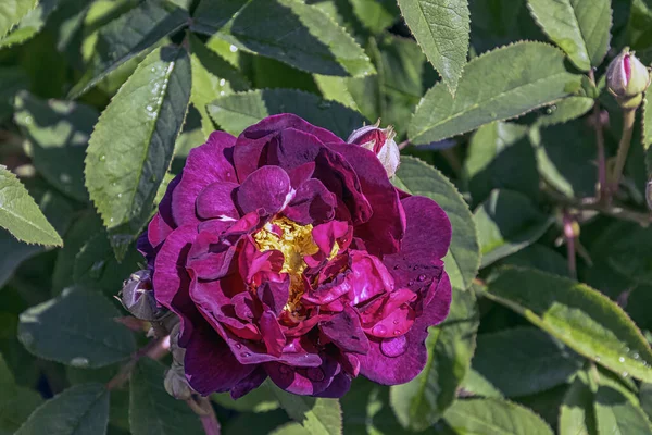 Rosa Gallica Officinalis Known Gallic French Apothecary Rose Rose Provins — Stock Photo, Image
