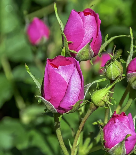 Rose Timeless Charisma Hybrid Tea British Park London — Stock Photo, Image