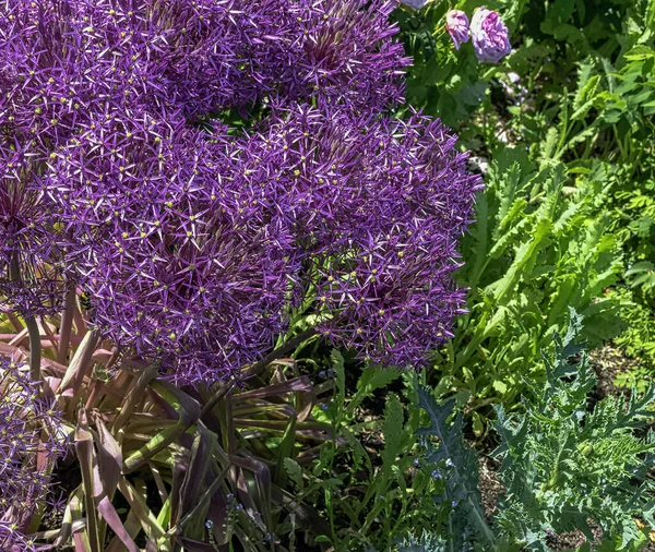 Chives Scientific Name Allium Schoenoprasum British Park London — Stock Photo, Image