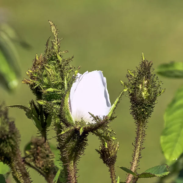 Rosa Centifolia Muscosa Alba Known White Shailer White Clifton Moss — Stock Photo, Image