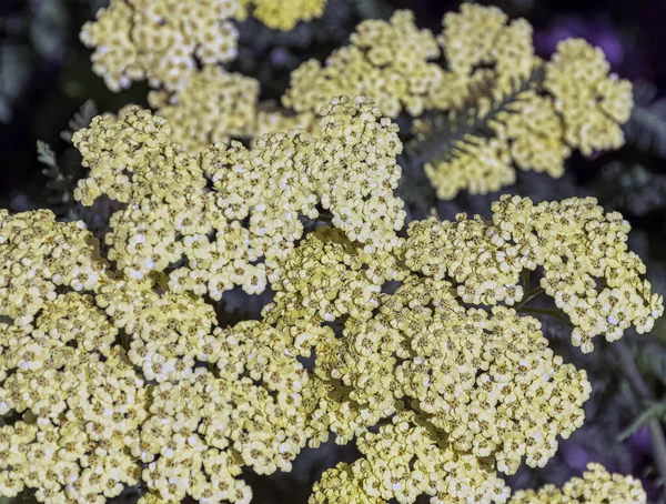 Achillea Filipendulina Nota Come Achillea Milfoil Sangue Dal Naso Specie — Foto Stock