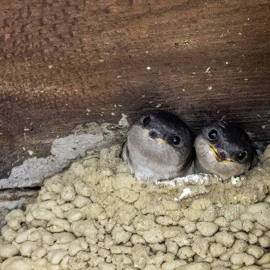 Ortak ev Martin (Delichon urbicum), bazen kuzey evi Martin olarak adlandırılır - Choczewo, Pomerania, Polonya 'da civcivlerle yuva