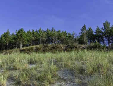 Lehçe vahşi orman - Slowinski Milli Parkı, Polonya