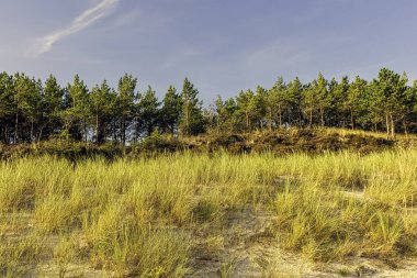 Lehçe vahşi orman - Slowinski Milli Parkı, Polonya
