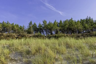 Lehçe vahşi orman - Slowinski Milli Parkı, Polonya