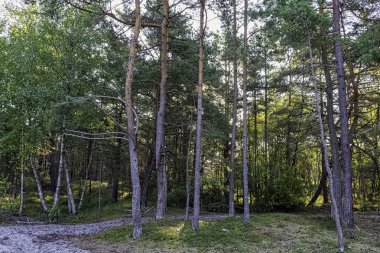Lehçe vahşi orman - Slowinski Milli Parkı, Polonya
