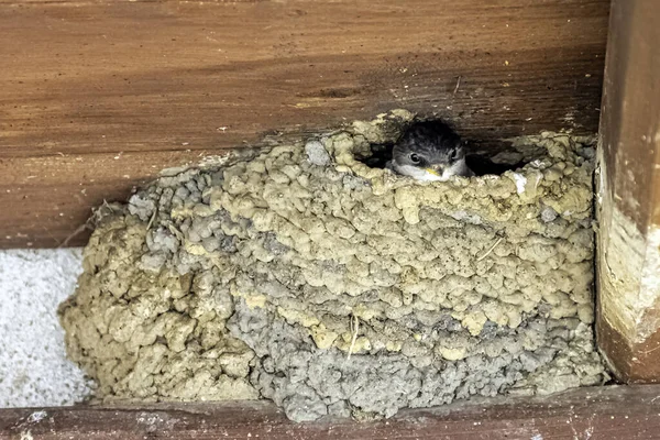 Common House Martin Delichon Urbicum Sometimes Called Northern House Martin — Stock Photo, Image