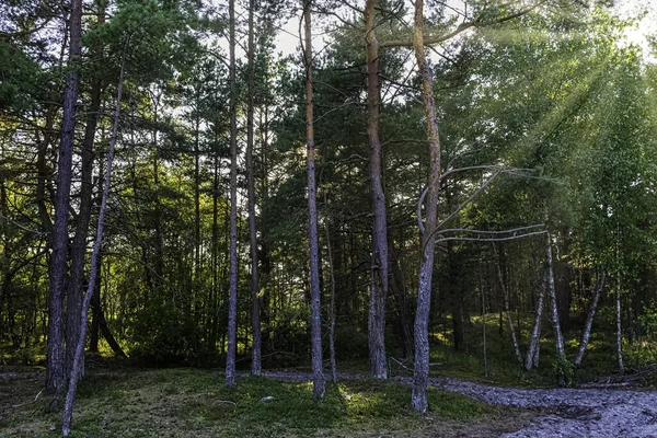 Polskie Dzikie Lasy Widocznymi Promieniami Słońca Słowiński Park Narodowy Polska — Zdjęcie stockowe