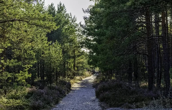 Forêt Sauvage Polonaise Parc National Kampinos Pologne — Photo