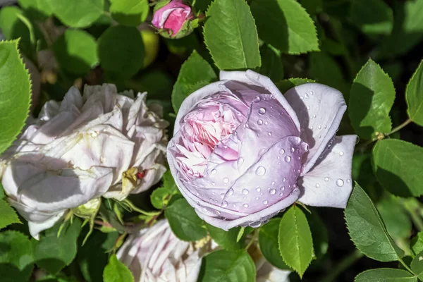 Rose Gallica Duchesse Montebello Known Rosa Prolifera Redoute British Park — Stock Photo, Image