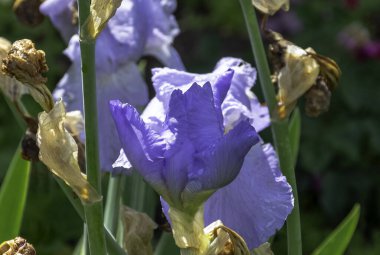 Pigme ya da cüce iris olarak bilinen Iris pumila - doğal melez.