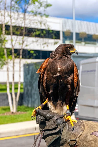 Falcão Harris Parabuteo Unicinctus Anteriormente Conhecido Como Falcão Asa Baía — Fotografia de Stock