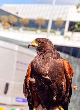 Harris 'in şahini (Parabuteo unicinctus) eskiden körfez kanatlı veya esmer şahin olarak bilinirdi.