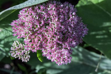 Hylotelephium telephium ya da Orpine, Livelong, Kurbağa Midesi, Arping Johnny, Sonsuz Yaşam, Yaz ortası Adamları, Yetim John ve Cadı Para Torbası olarak bilinen Sedum Telephium