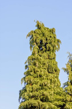 Thuja yeşil dev arborvitae thuja occidentalis olarak bilinir, kuzey ya da doğu beyaz sedir, whitecedar, bataklık ya da sahte beyaz sedir, Amerikan arborvitae