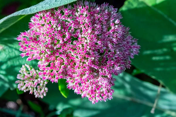 Hylotelephium Telephium Sedum Telephium Conosciuto Come Orpine Livelong Rana Stomaco — Foto Stock