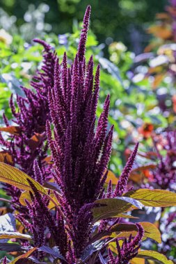 Amaranthus hipokondriacus, Galler Prensi tüyü ya da Meksika 'ya özgü prens tüyü olarak bilinen süs bitkisidir.