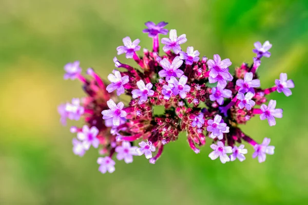 Verbena Bonariensis Znany Jako Fioletowy Gromada Południowoamerykański Brazylijski Lub Argentyński — Zdjęcie stockowe