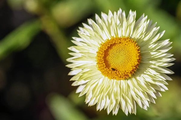 Xerochrysum Braketatum Olarak Bilinen Altın Ebediyet Saman Çiçeği — Stok fotoğraf