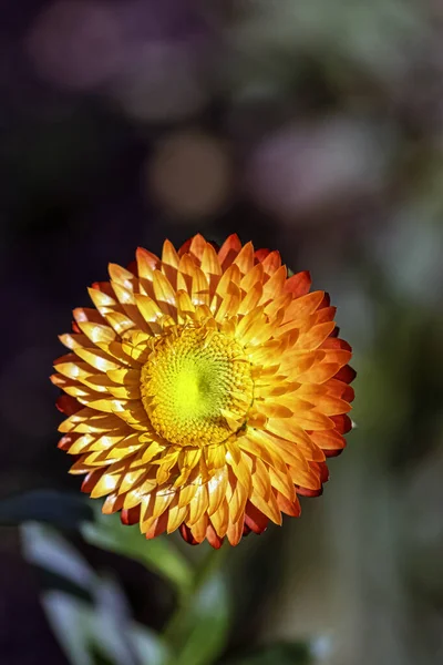 Kserochrysum Bracteatum Znany Jako Złoty Wieczny Lub Truskawkowy — Zdjęcie stockowe