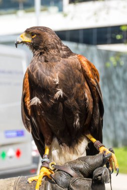 Harris 'in şahini (Parabuteo unicinctus) eskiden körfez kanatlı veya esmer şahin olarak bilinirdi.