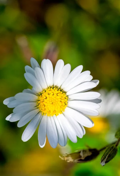 Bellis Perennis Znany Jako Pospolita Trawnik Lub Angielska Stokrotka Bruisewort — Zdjęcie stockowe