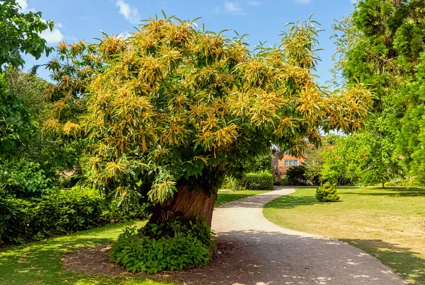 Castanea Sativa Connue Sous Nom Châtaigne Douce Châtaigne Espagnole Images De Stock Libres De Droits