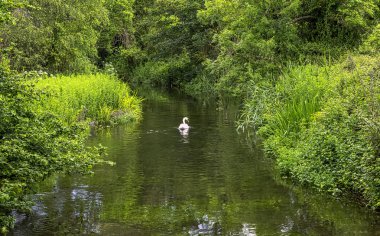 Mottisfont, Hampshire, İngiltere 'deki Nehir Testi' nde Dilsiz Kuğu (Cygnus olor)