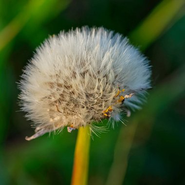 Sıradan karahindiba olarak bilinen Taraxacum officinale