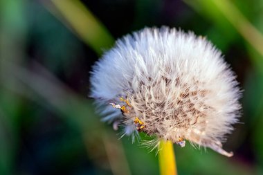 Sıradan karahindiba olarak bilinen Taraxacum officinale