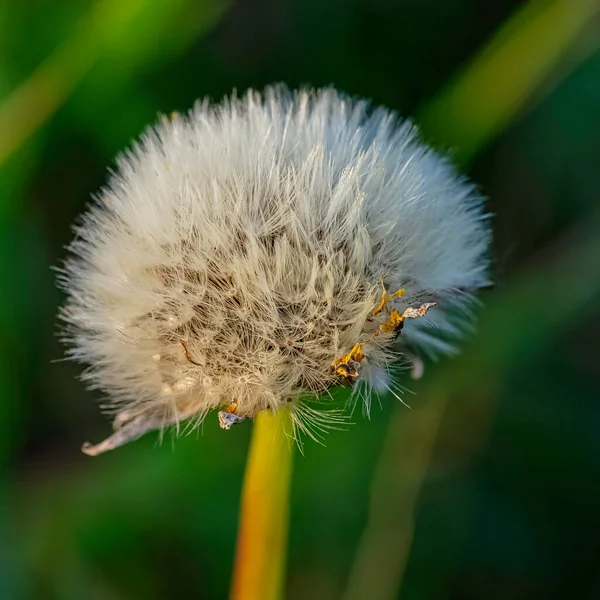 Taraxacum Officinale Known Common Dandelion — Stock Photo, Image