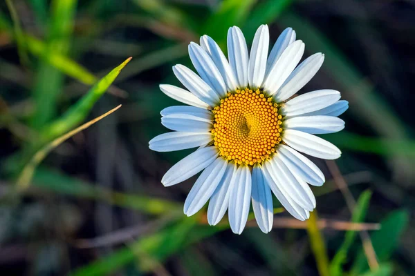 Bellis perennis, çim ya da İngiliz papatyası, çürük otu ve yaralıotu olarak bilinir.