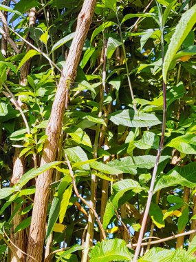 Anax imperator dişisi imparator yusufçuk ya da mavi imparator olarak bilinir. Aeshnidae familyasından büyük bir yusufçuk türü.