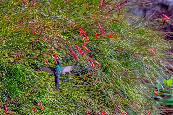 Létající Kubánský Smaragd Chlorostilbon Ricordii Národní Park Peninsula Zapata Zapata — Stock fotografie