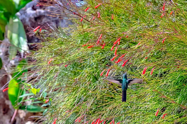 Voando Esmeralda Cubana Chlorostilbon Ricordii Peninsula Zapata National Park Zapata — Fotografia de Stock